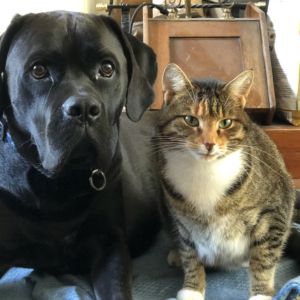 Labrador/ Boxer onze Guust en Poes Minoes